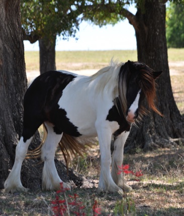 Promise (Grayson's Dam)